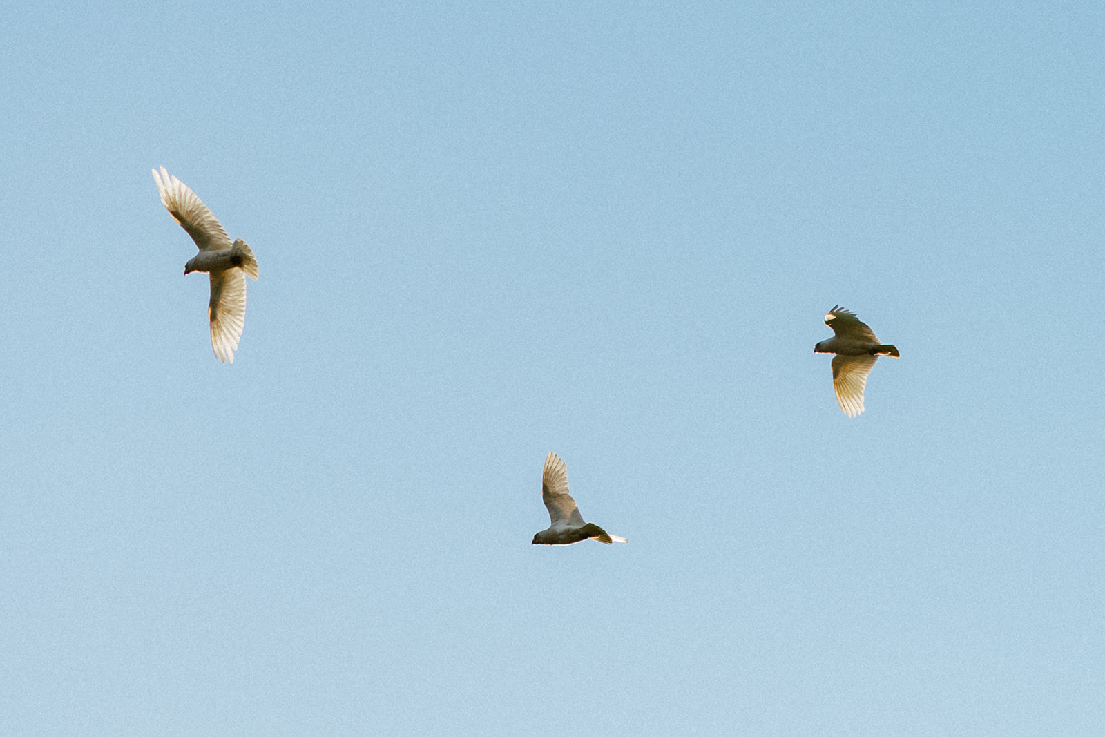 Monapilla Escape, photograph 2
